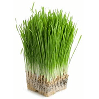 Barley Grass image