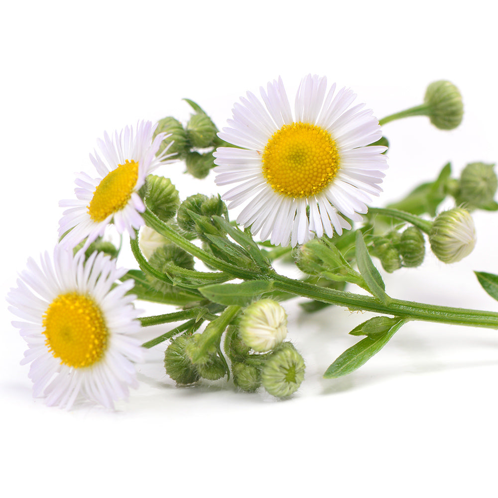 Chamomile image