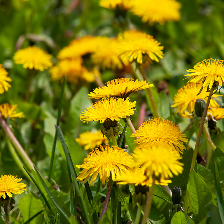 Dandelion image