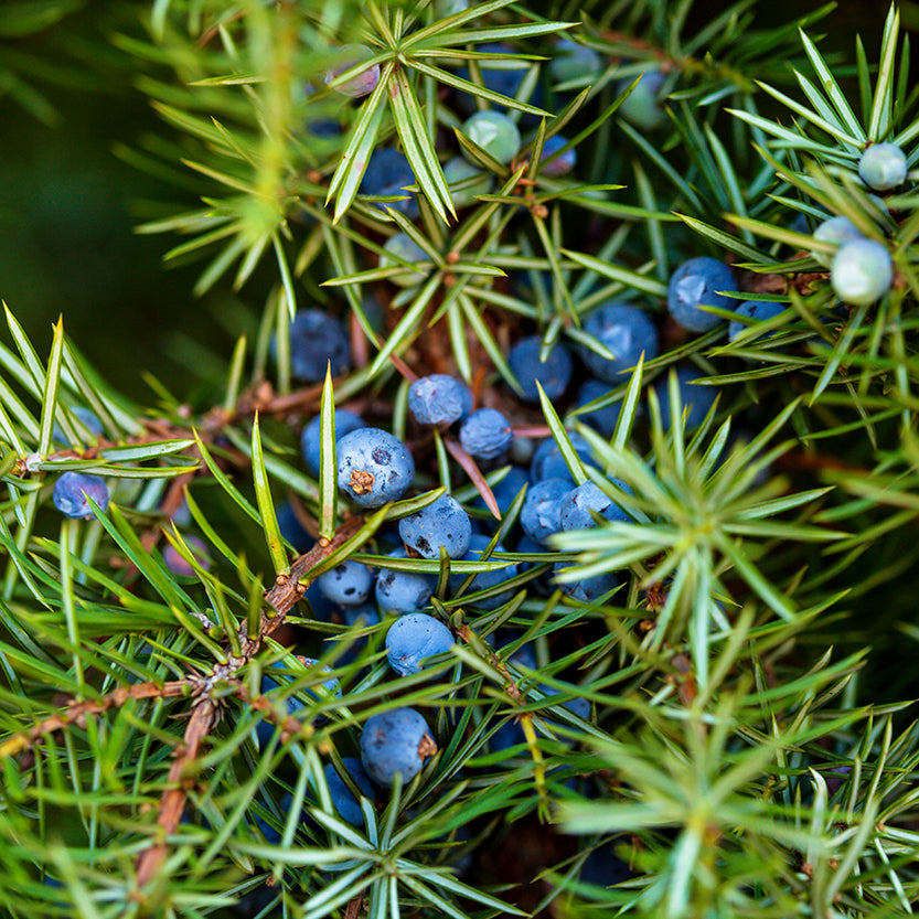 Juniper Berry image