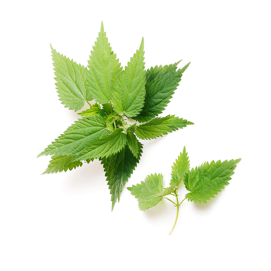 Nettle image