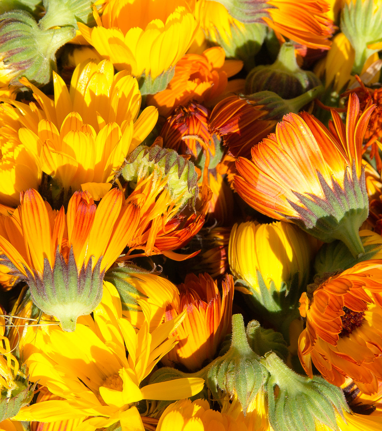 Calendula Dandelion Soap