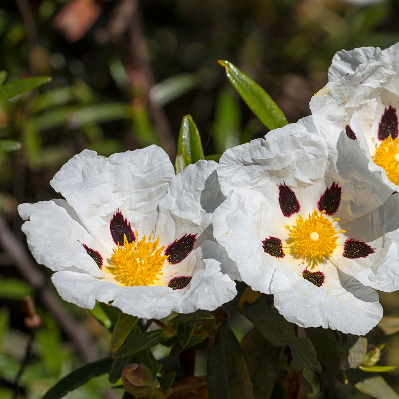 Cistus Absolute image