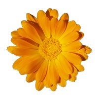 Calendula  image