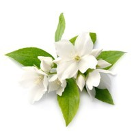 Jasmine image