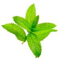 Spearmint image