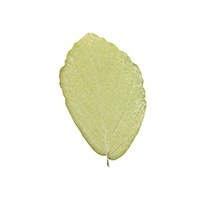 Witch Hazel Leaf image