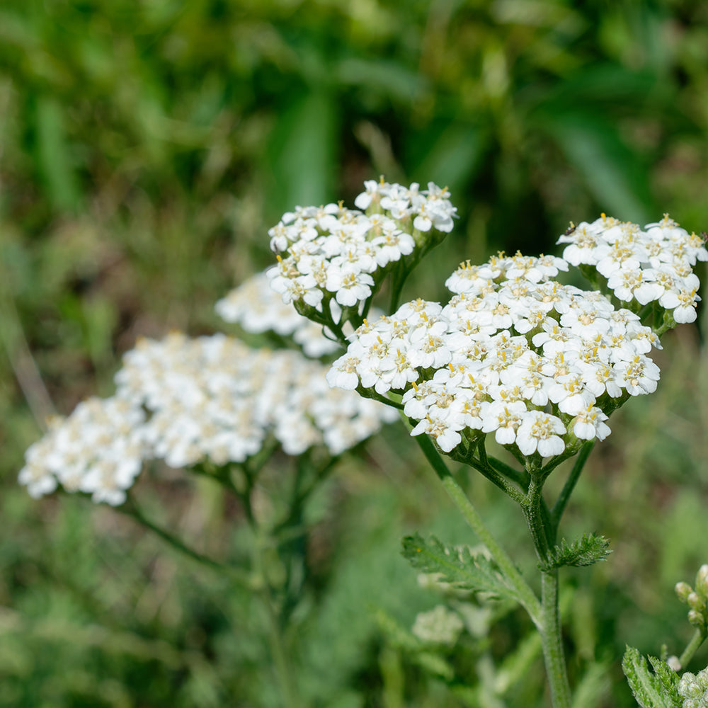 Elderflower image