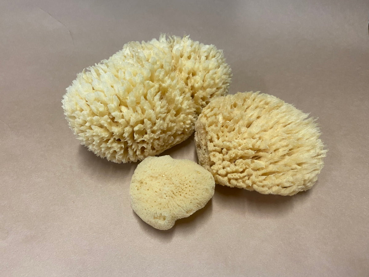 Natural Sea Sponges – Zinnia Body Essentials