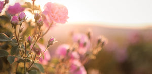 Ingredient Feature: The Benefits of Using Rose