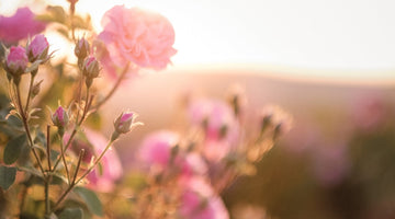 Ingredient Feature: The Benefits of Using Rose