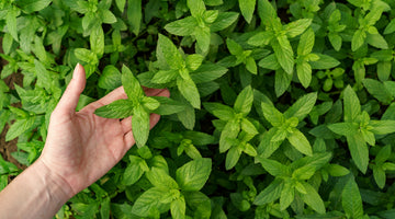 Ingredient Feature: Mint