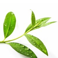 Tea Tree image