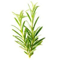 Rosemary image